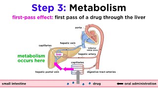 Pharmacokinetics How Drugs Move Through the Body [upl. by Iah]