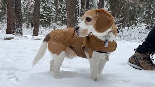 Cute beagle wears Carhartt jacket in snow 2023 edition [upl. by Roee]