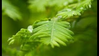 Metasequoia glyptostroboides dawn redwood Pinaceae [upl. by Irpac253]