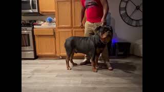 Biggest Best Rottweiler Challenge [upl. by Enahsal]