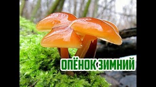 Где искать грибы зимой  Опенок зимний  Flammulina velutipes [upl. by Kirenoj]