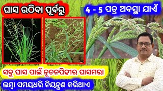 Best herbicide for paddy ରୁଆ ଧାନ ପାଇଁ ଭଲ ଘାସମରା weed control [upl. by Rolandson]