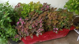 Coleus life cycle Grow from cuttings  Make bushy amp bright Grow from cuttings again [upl. by Enyahs592]