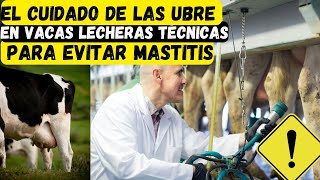 El Cuidado de las Ubre en Vacas Lecheras Técnicas para Evitar Mastitis [upl. by Olimreh]