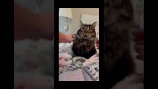 funny cat pet catcat catshorts funnycats catvideos foryou fyp fypシ゚viral fypyoutube [upl. by Aldas]