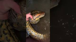 I yoinked a huge anaconda crazysnakeanacondawildlifeyoutubeshortsnatureanimalsviralvideo [upl. by Rehtul]