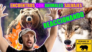 Reaccionando a Encuentros Humanos Con Animales Salvajes [upl. by Ahsauqal]