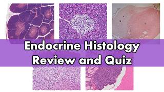 Endocrine histology  Review and Practice [upl. by Napra351]