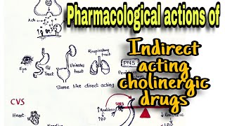 Cholinergic Drugs Pharmacological Action Indirect Acting Drugs and Anticholinesterases [upl. by Ynner]