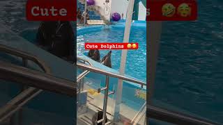 PATTAYA DOLPHINARIUM SHOW [upl. by Christi]