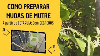 COMO preparar mudas de MUTRE  ALOYSIA VIRGATA a partir de estaquia sem segredos [upl. by Peirce]