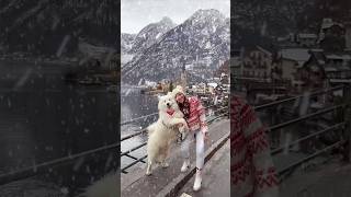 Winter in Hallstatt 🎄❄️ hallstatt winter austria snow travel samoyed [upl. by Pietje816]