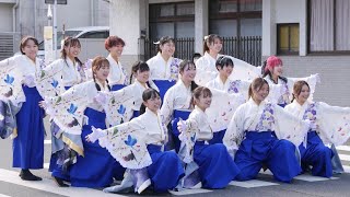 山口県立大学よさこい部奄美連合萩組 よっちょれ！よさこい2023（にしきふるさとまつり）メイン会場 [upl. by Olvan117]