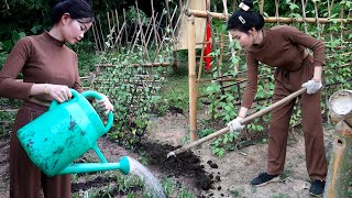 Take care of the vegetable garden Organic fertilizer OFF GRID FARM  Phung Thien Thanh [upl. by Haskel]