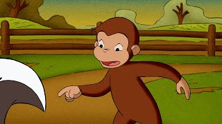 George cerca di fare amicizia con una puzzola 🐵 Curioso Come George 🐵 Cartoni per Bambini [upl. by Ardnohsal]