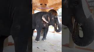 Mannargudi Rajagopala Swami temple Elephant Pop Cut Sengamalam [upl. by Attela]