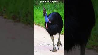 Southern Cassowary Deadly Bird [upl. by August424]