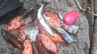 spearfishing grenada for barracuda grouper bigeye snappers and more [upl. by Sedberry]