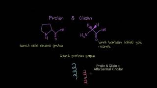 Özel Durumlar Histidin Prolin Glisin Sistein Kimya Biyloji [upl. by Chenay]
