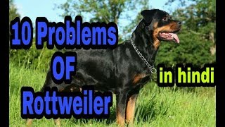 10 Problems OF Rottweiler in hindi  problems of dogs [upl. by Ahsytal694]