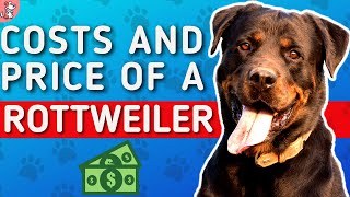 How Much Does A Rottweiler Cost  How Much Does A Rottweiler Cost Per Month [upl. by Attelrac]