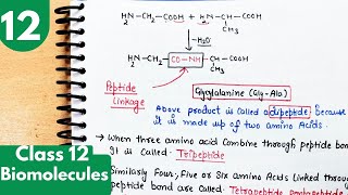 12 Peptide linkage Dipeptide polypeptide alpha Amino acid Proteins Biomolecules class12 [upl. by Hollinger]