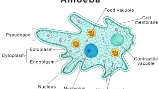 protists part3 mastigophorasarcodinasporozoansciliatestypes of binary fissionconjugationkvs [upl. by Sherar]