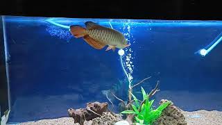 RTG Arowana tank Setup😊 [upl. by Sible]