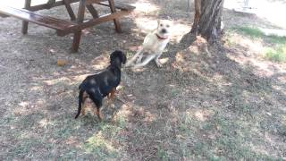 Golden Labrador First Mating Attempts [upl. by Fidele]