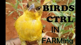 How To Control Birds Damage On Crops [upl. by Hobey]