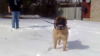 Bullmastiff Bullstocks Heavy Equipment Dozer [upl. by Ocsic947]