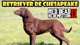 Donde encontrar el RETRIEVER DE CHESAPEAKE en Red Dead Redemption 2✔️ [upl. by Oicul]