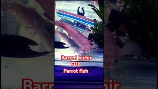 Barred bichir Fish  Barred bichir parrot fish  fish aquarium goldfish fishing guppy pet [upl. by Fallon574]