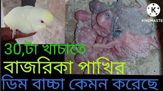 বাজরিকা 🐦পাখি কেমন ডিম বাচ্চা করে bajrika pakhi kemon dim bachcha kore [upl. by Haisoj]