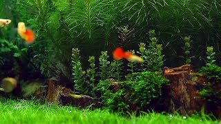 Popular Freshwater Plants Part 1 [upl. by Eiggam]