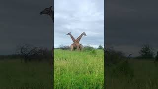 Intense Giraffe Fight [upl. by Chita]