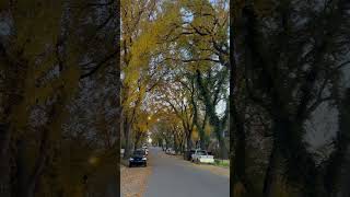 Fall season Saskatoon Canada [upl. by Ennaecarg]