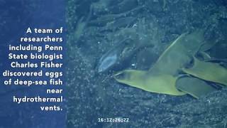 Deepsea fish use hydrothermal vents to incubate eggs [upl. by Arihaj]