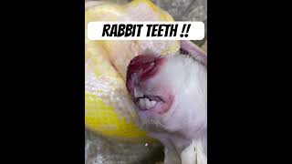 Rabbit teeth and claws can’t extremely injure your snake if fed live I olny feed them frozen thawed [upl. by Corette]