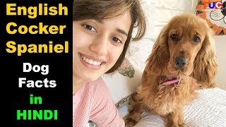 English Cocker Spaniel Dog Facts In Hindi  Popular Dogs  TUC [upl. by Neural]