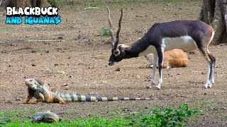 Blackbuck and Iguanas Together [upl. by Andaira]