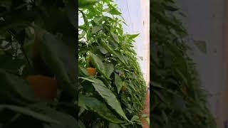 Poivron jaune music poivron garden biougra tomato farming ia agriculture pepper [upl. by Garbers]