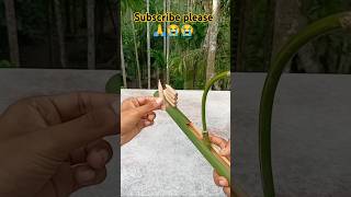 Bamboo creations with new slingshot [upl. by Anuahsal]