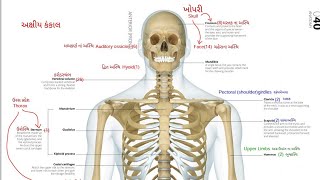 THE SKELETAL SYSTEM lN GUJARATI મનુષ્યનું કંકાલતંત્ર ગુજરાતીમાં [upl. by Garrik]