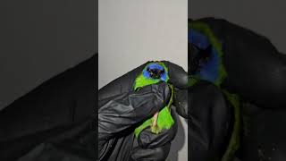 Holding A Blue Faced Parrot 🦜 Finch  Exotic Finches  Birds 🐦 [upl. by Chesney]