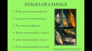 Flatfish metamorphosis and early life history [upl. by Cassie]