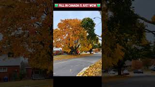 Fall in Canada is just WOW ❤️ canadatelugu canadateluguvlogs fallincanada fall youtubeshorts [upl. by Kcirederf201]