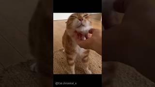 Daily dose of cats Part 12🐈 cute cats catvideos funny shorts subscribe meow cat [upl. by Penland213]