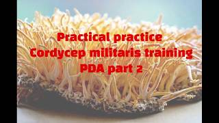 Practical practice Cordycep militaris training  PDA part 2 by Divya Rawat [upl. by Reyaht884]