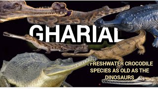 The Gharial  a fresh water species as old as dinosaur  rare gharial facts HAPPYPAWSANDWE [upl. by Pieter]